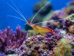 Lysmata amboinensis Indopazifische Weißband Putzergarnele